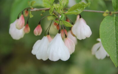 Snödroppsträdet, Halesia carolina, blommar som finast just nu