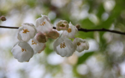Snödroppsträden blommar
