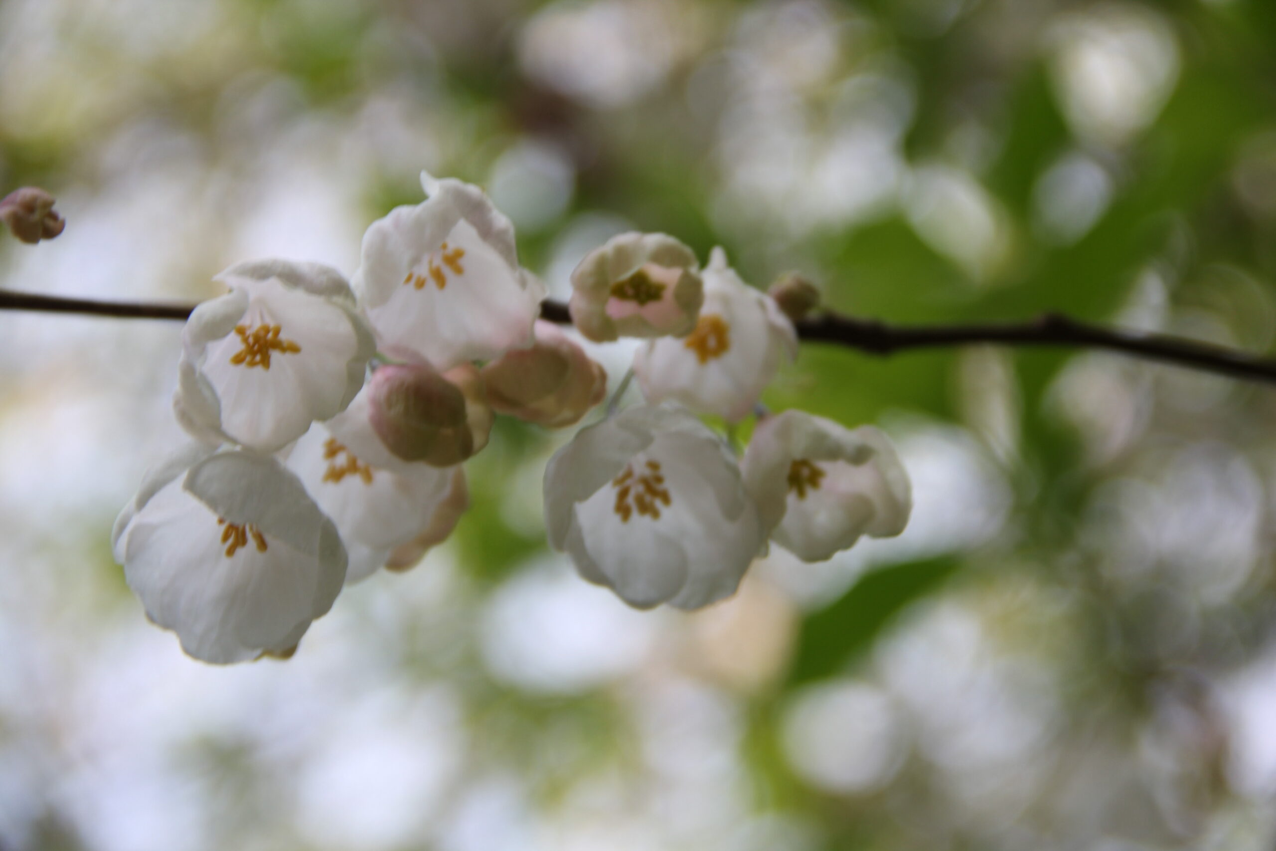 Halesia närbild underifrån