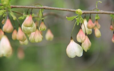 Snödroppsträd, Halesia carolina